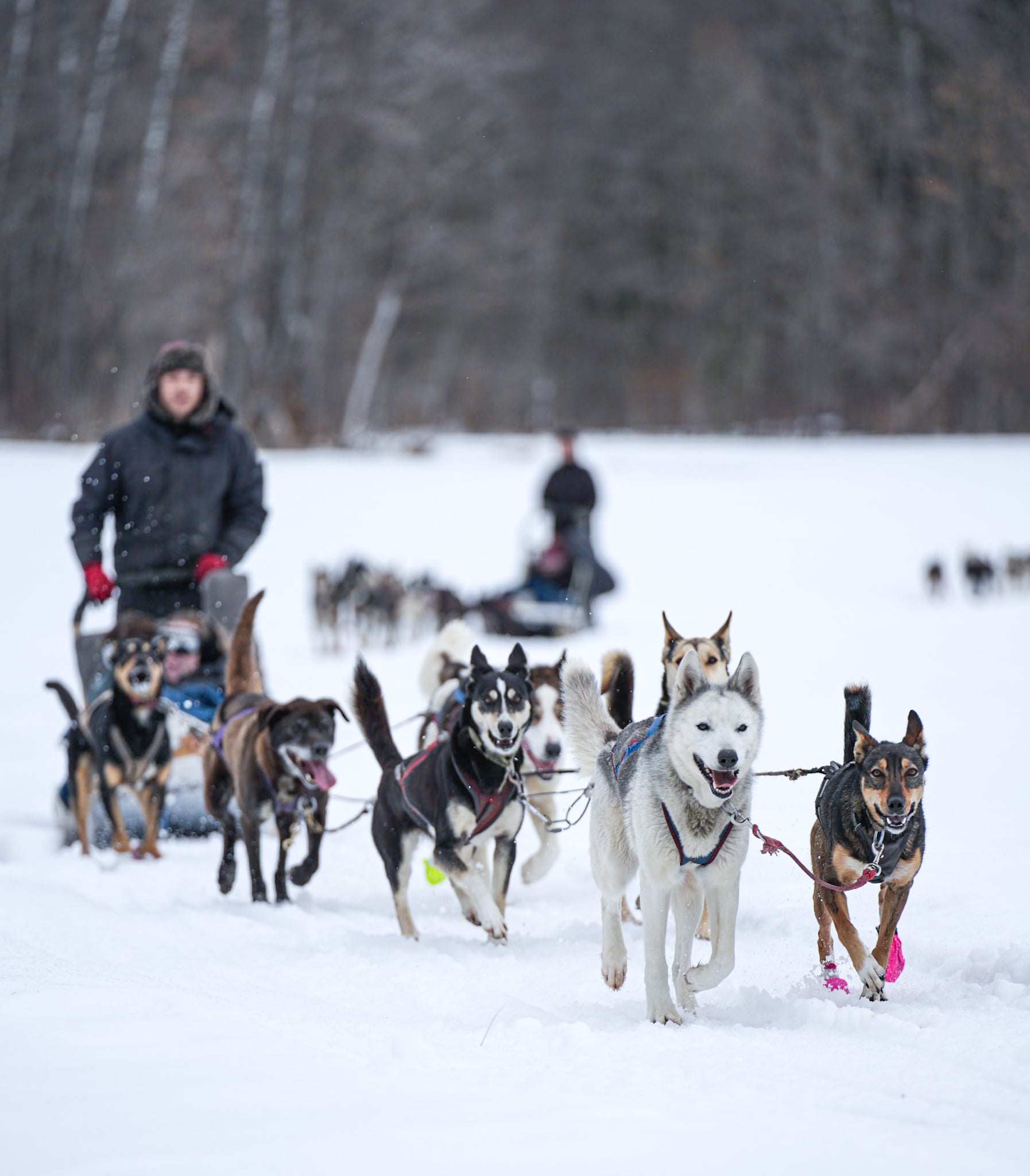 Ultimate Dog Sledding Experience – WITDX
